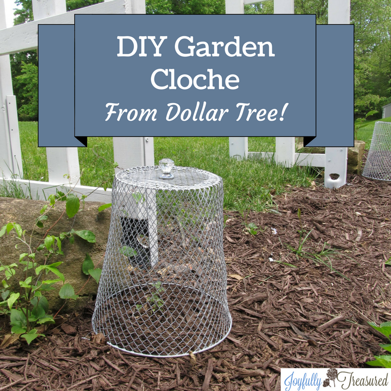 Garden Cloche Dollar Store Diy How To Keep Pests Away From Young