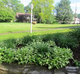 newspaper under mulch