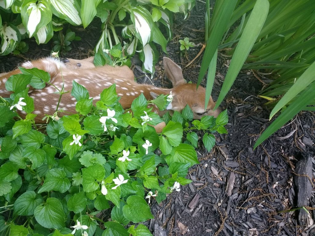 Baby deer resting in hosta plants in a suburban garden, showing common deer damage issues gardeners face