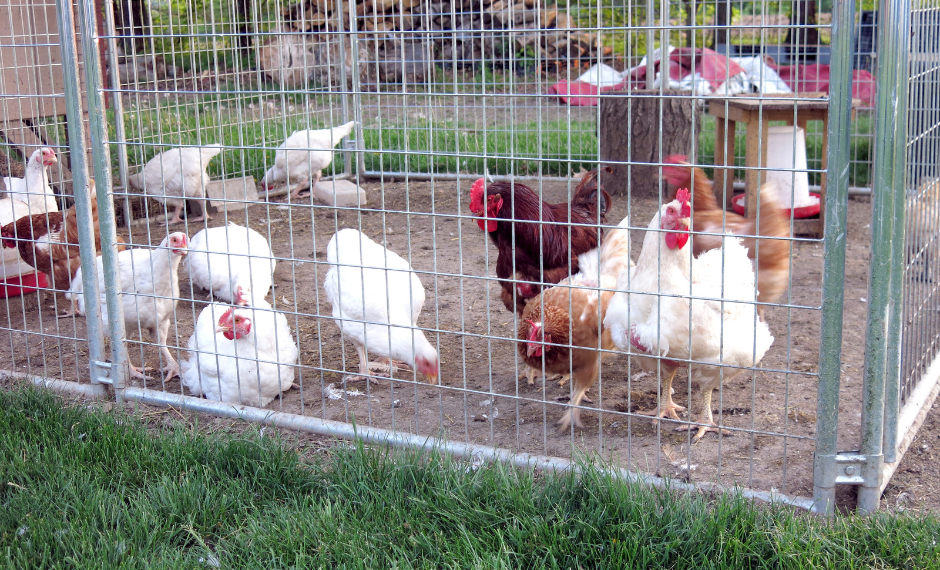 metal chicken coop
