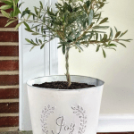 Clearance Christmas planter makeover, spray painted and distressed farmhouse style olive tree topiary decor. #farmhouse #farmhousestyle