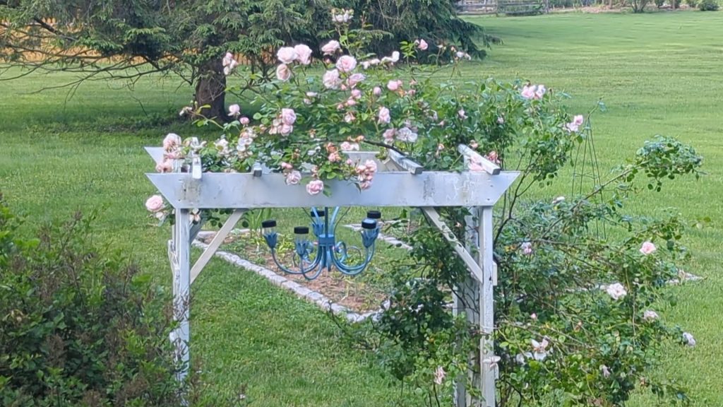 Solar chandelier under rose arbor