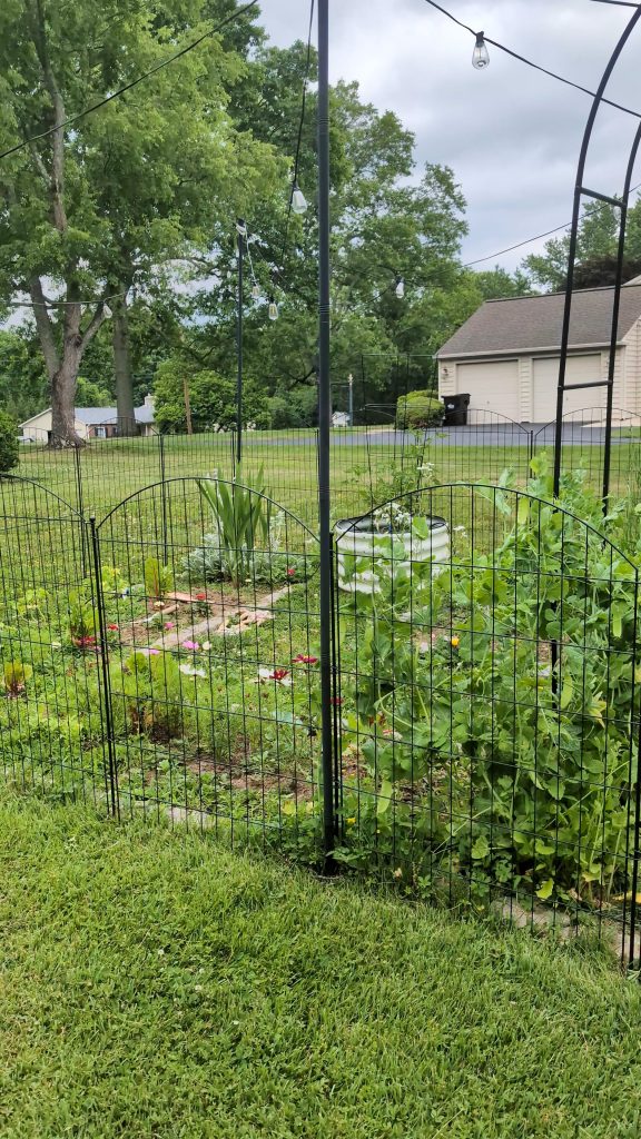 Deer proof a garden with easy diy strategies
